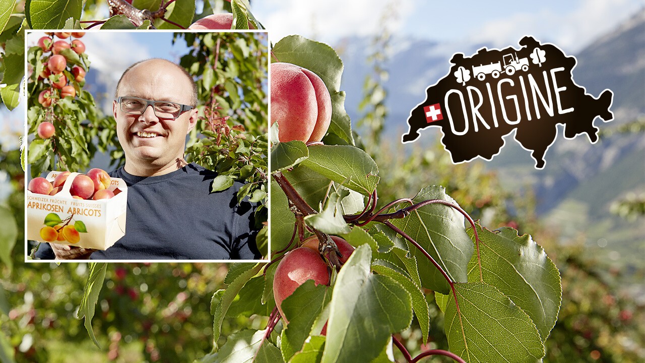 «Ich stehe mit meinem Namen für eine garantierte Rückverfolgbarkeit und hohe Qualität unserer Aprikosen.» Olivier Comby, Saxon VS 