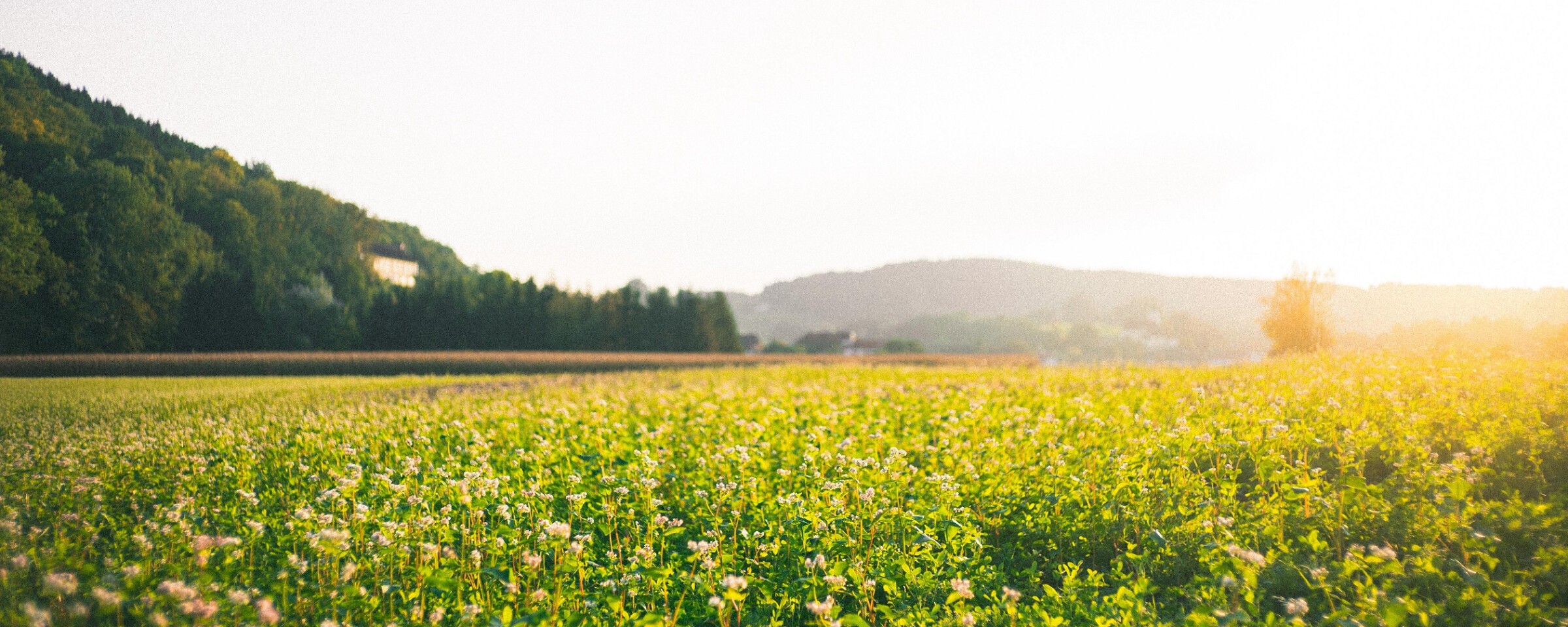 Field Food AG